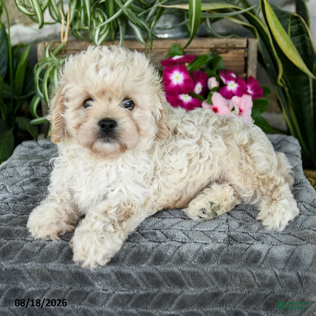 Cavapoo dogs for sale: Tanner - Ad 2