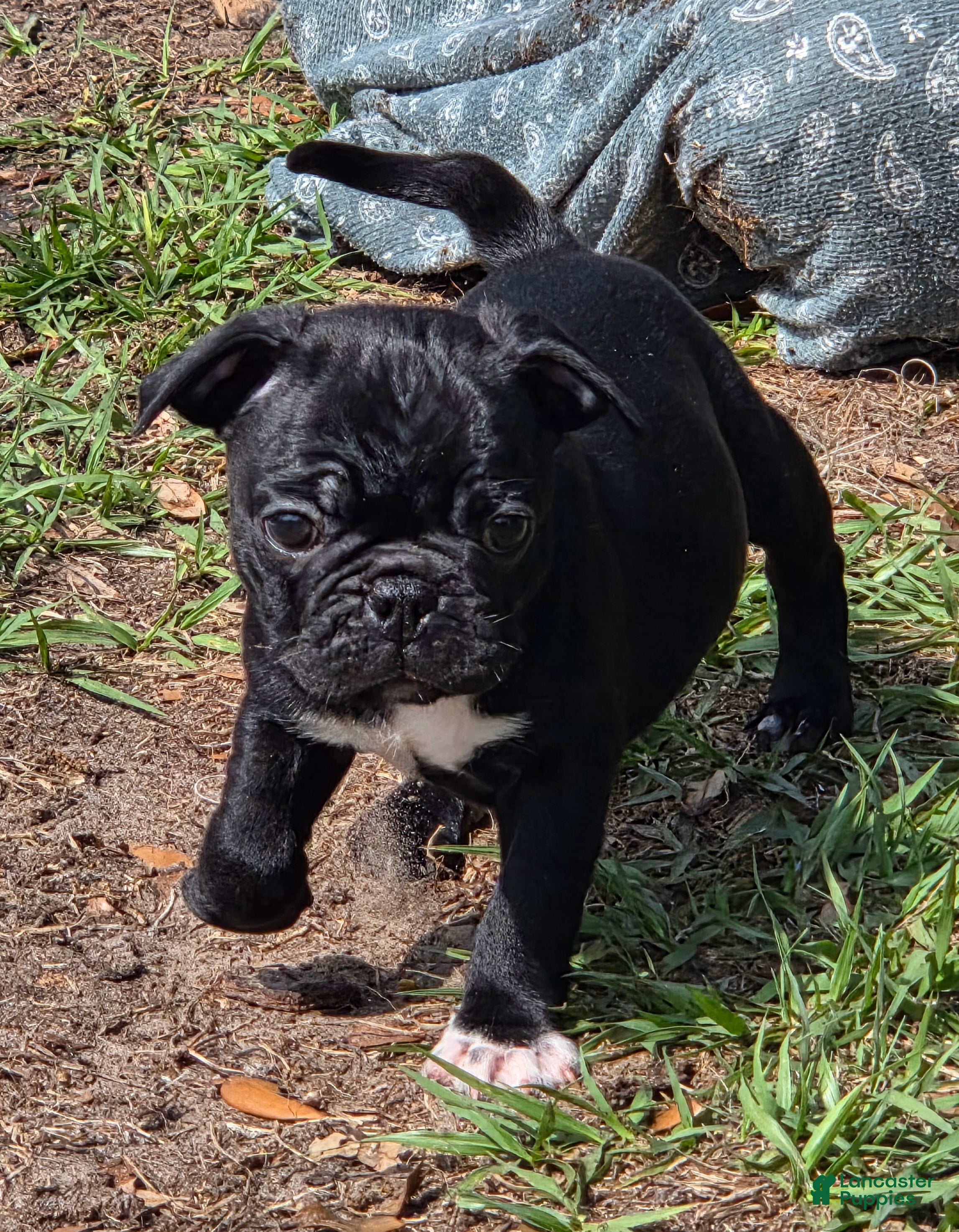 Mixed Breed dogs Lacey - Ad 2