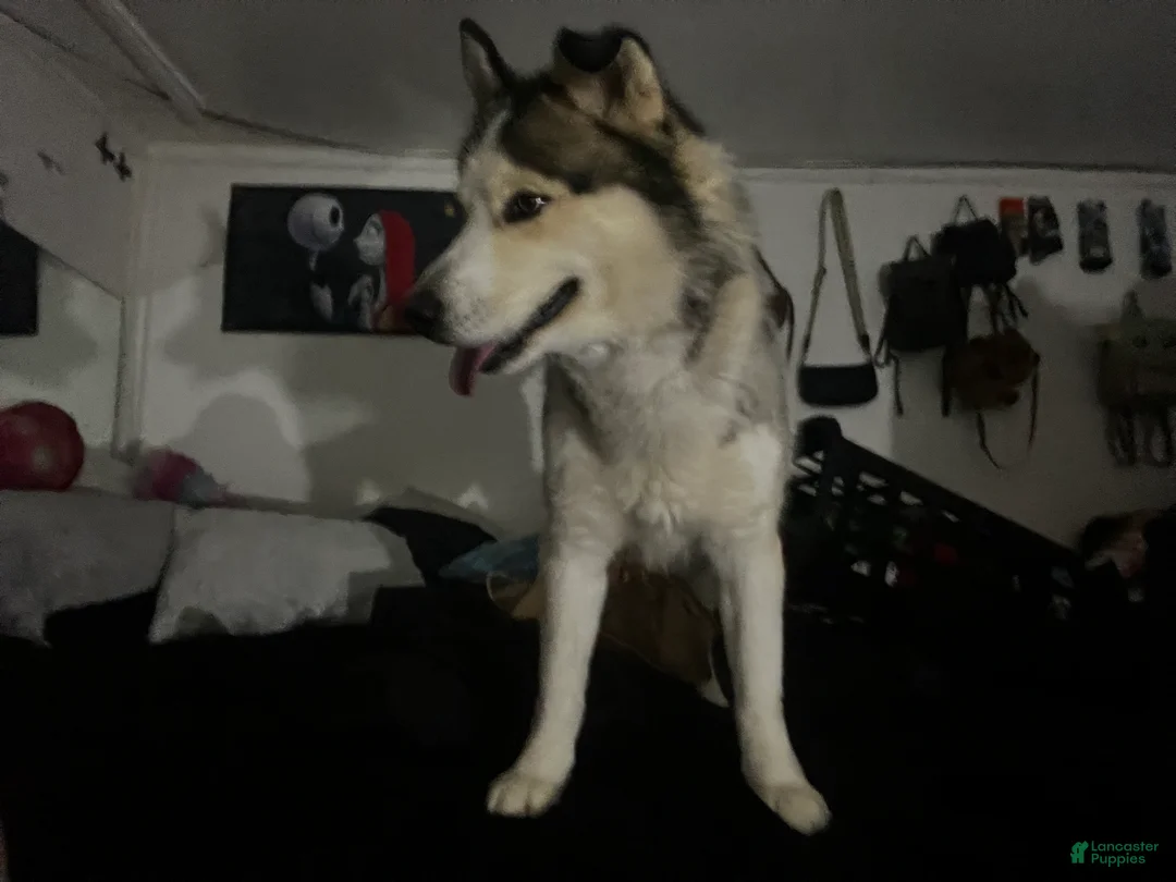 Mixed Breed dogs for sale:  Puppy 1 - Ad 2