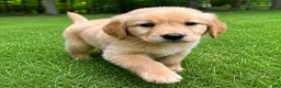Golden Retriever dogs for sale: Golden Retriever puppy male - Ad 4