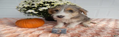 Mixed Breed 2 Milo