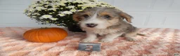 Mixed Breed dogs for sale: Mixed Breed 2 Milo - Ad 1