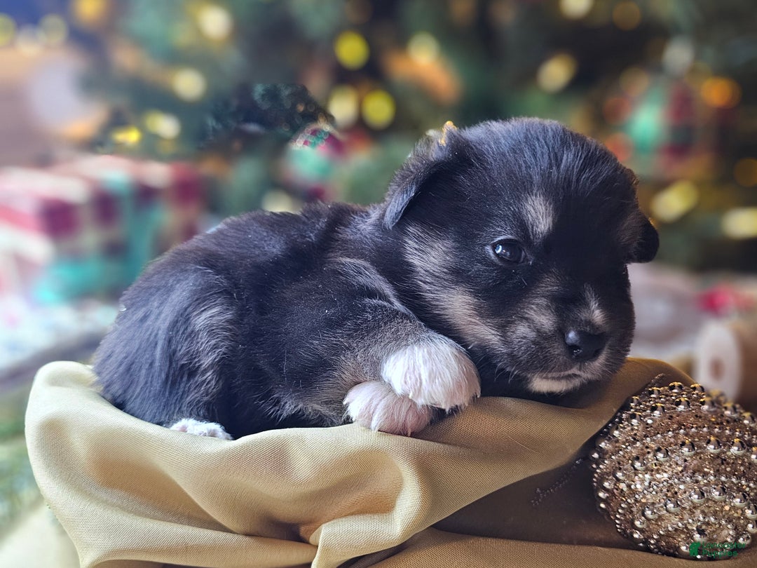 Mixed Breed dogs for sale: The Enchanted Pomalier 🐾 - Ad 33