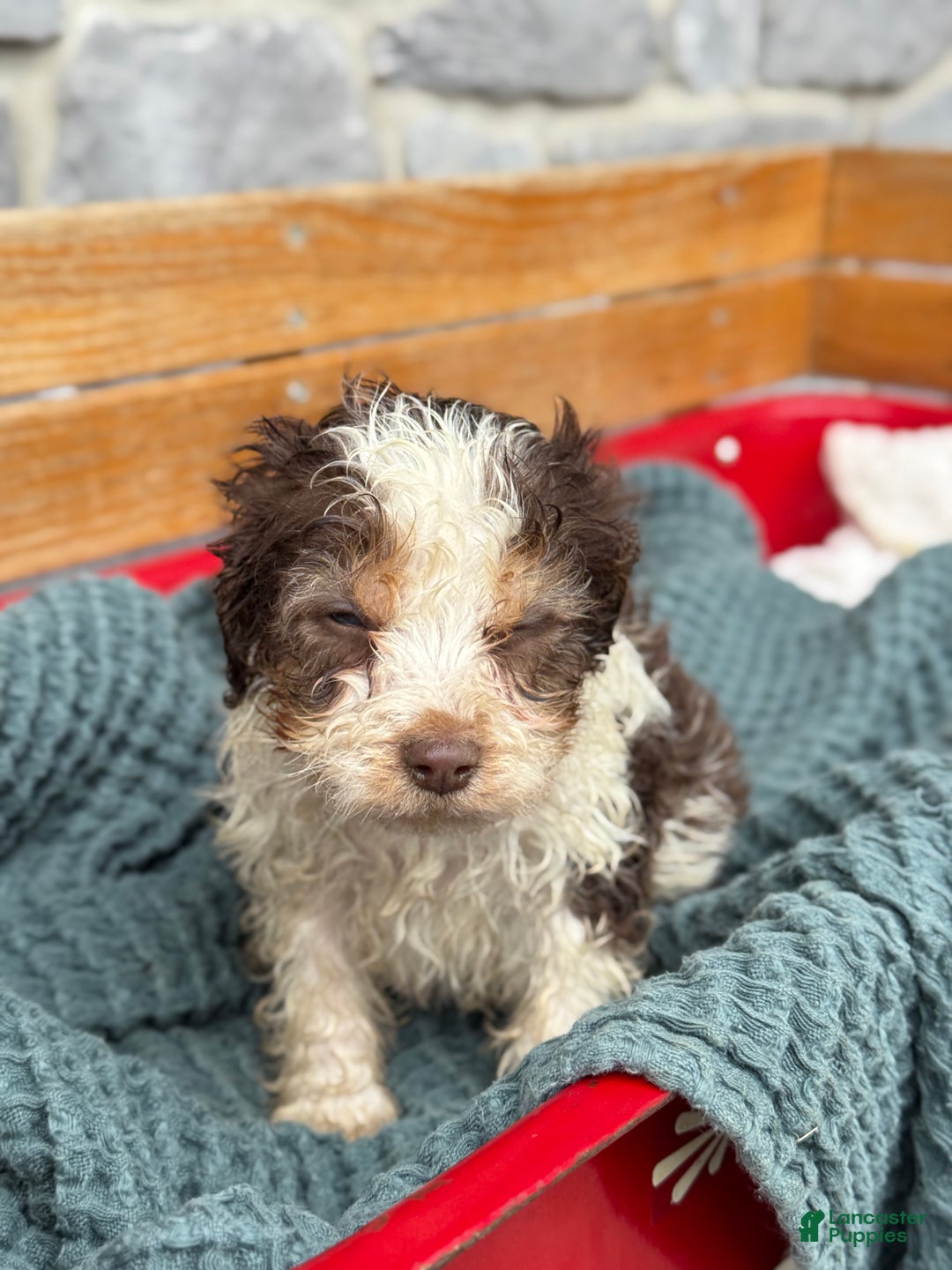 Cavapoo dogs for sale: Arlo - Ad 20