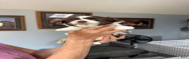 Shih Tzu Puppy 3