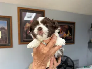 Shih Tzu dogs for sale: Shih Tzu Puppy 3 - Ad 1