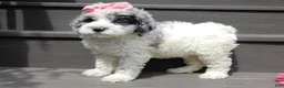 Sheepadoodle dogs for sale: Willow - Ad 4