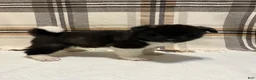 Akita dogs for sale: Bella - Ad 1
