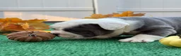 Mixed Breed dogs for sale: Jane - Ad 6