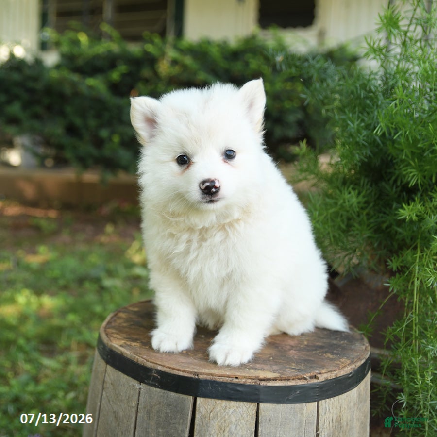 American Eskimo dogs Fido - Ad 2
