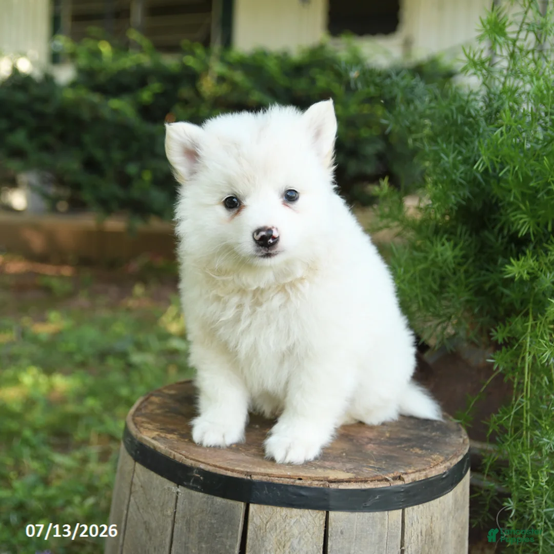 American Eskimo dogs for sale: Fido - Ad 2