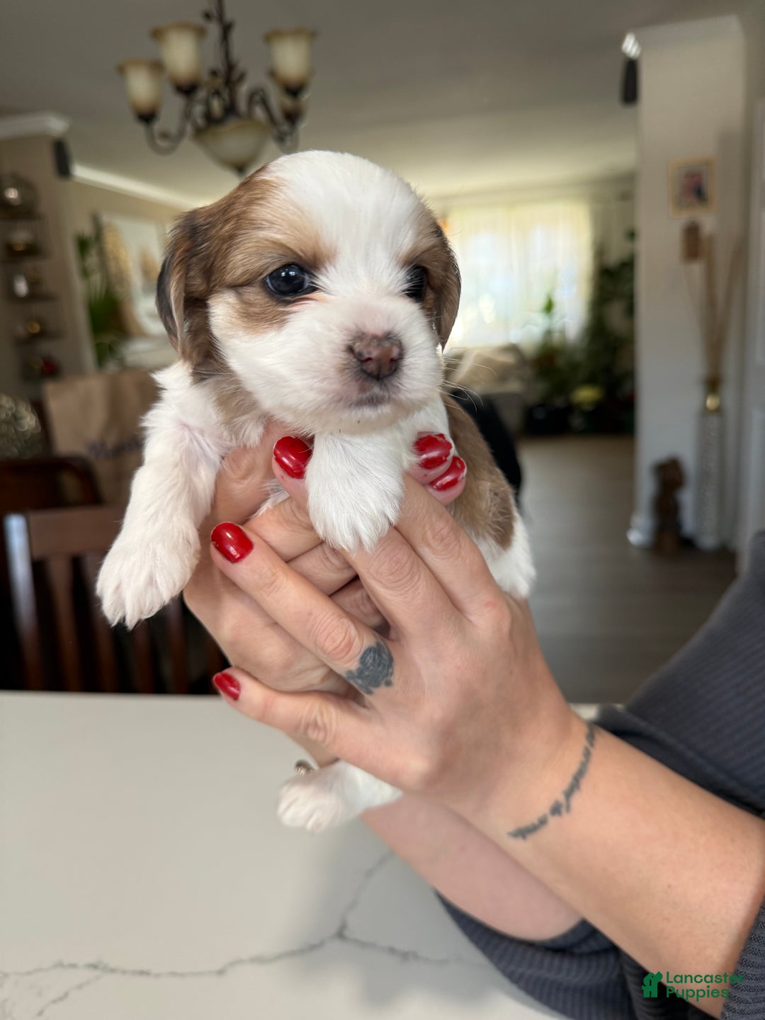 Shorkie dogs for sale: Shorkie Puppy 4 Blessy - Ad 3