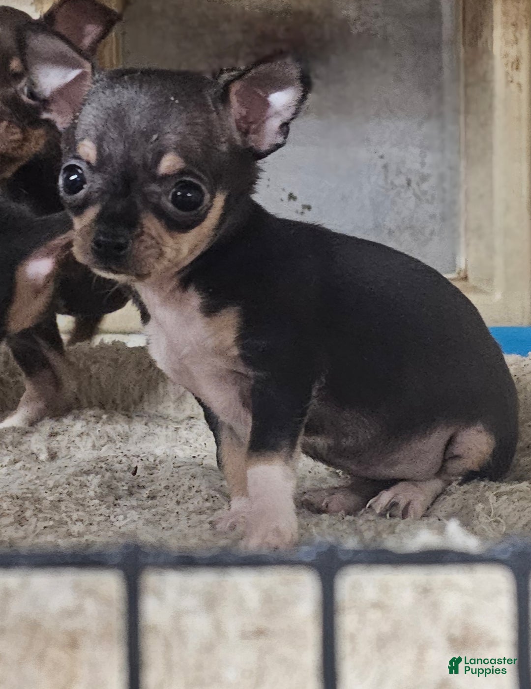 Chihuahua dogs for sale: Pixie - Ad 7