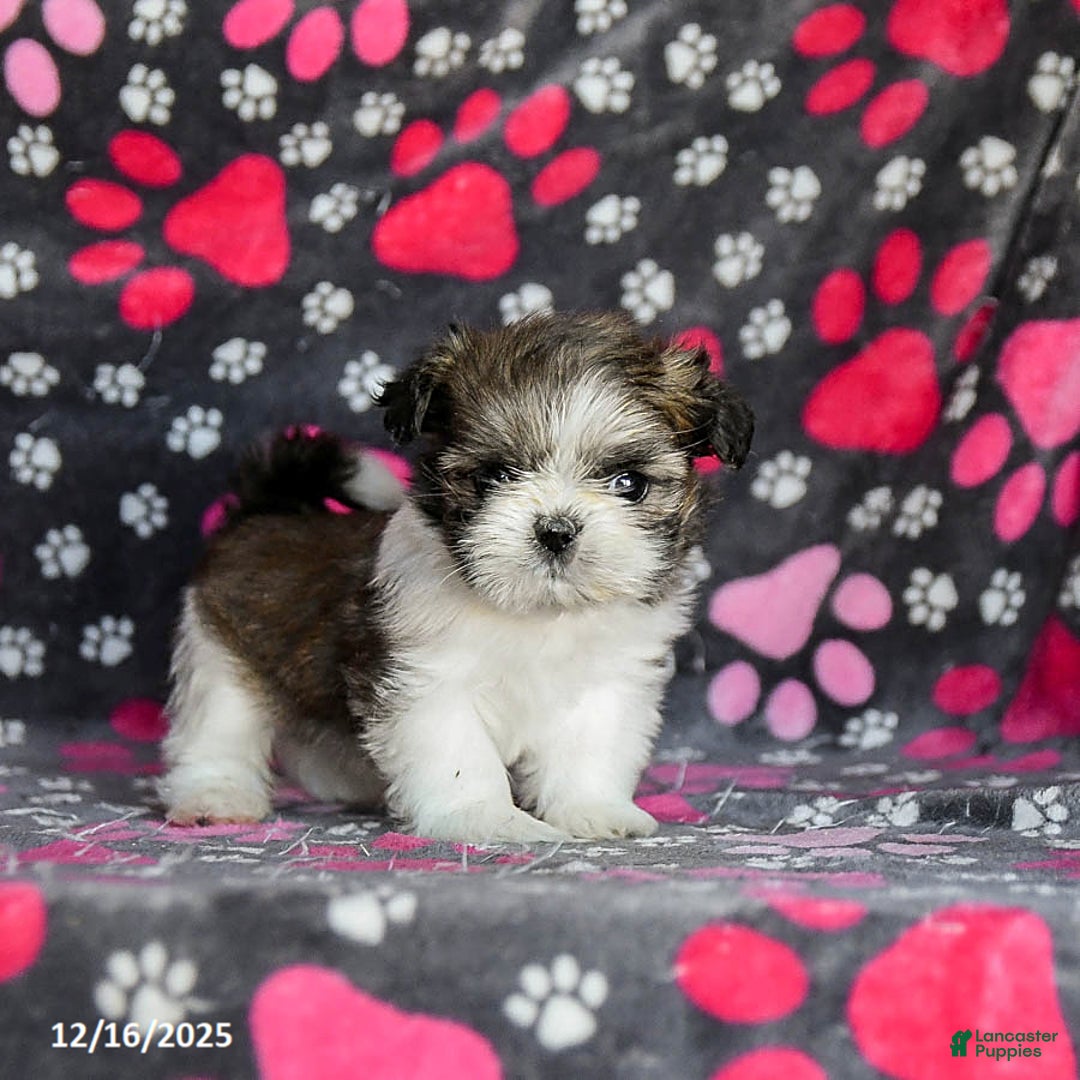 Shih Tzu dogs for sale: Snoopy - Ad 2