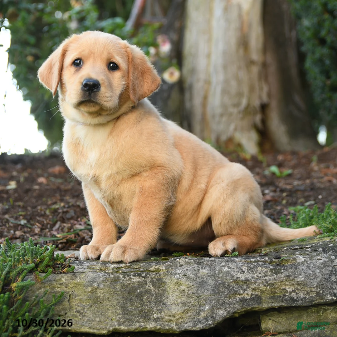 Labrador Retriever dogs for sale: Athena - Ad 1