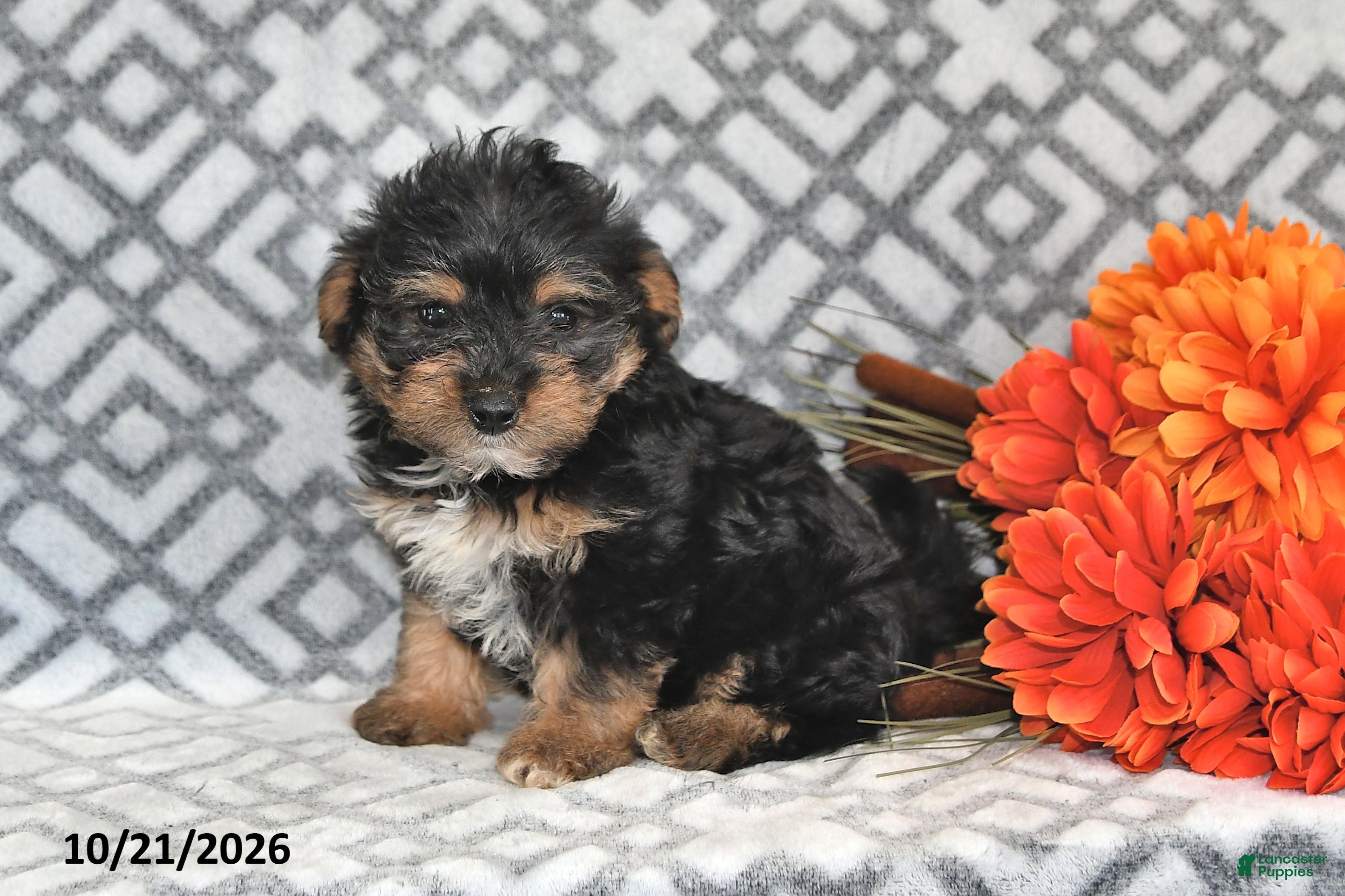 Yorkiepoo dogs Jasper - Ad 1