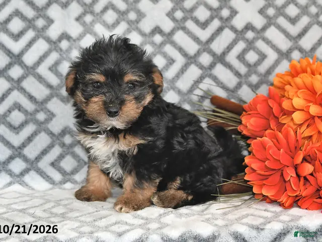 Yorkiepoo dogs for sale: Jasper - Ad 1