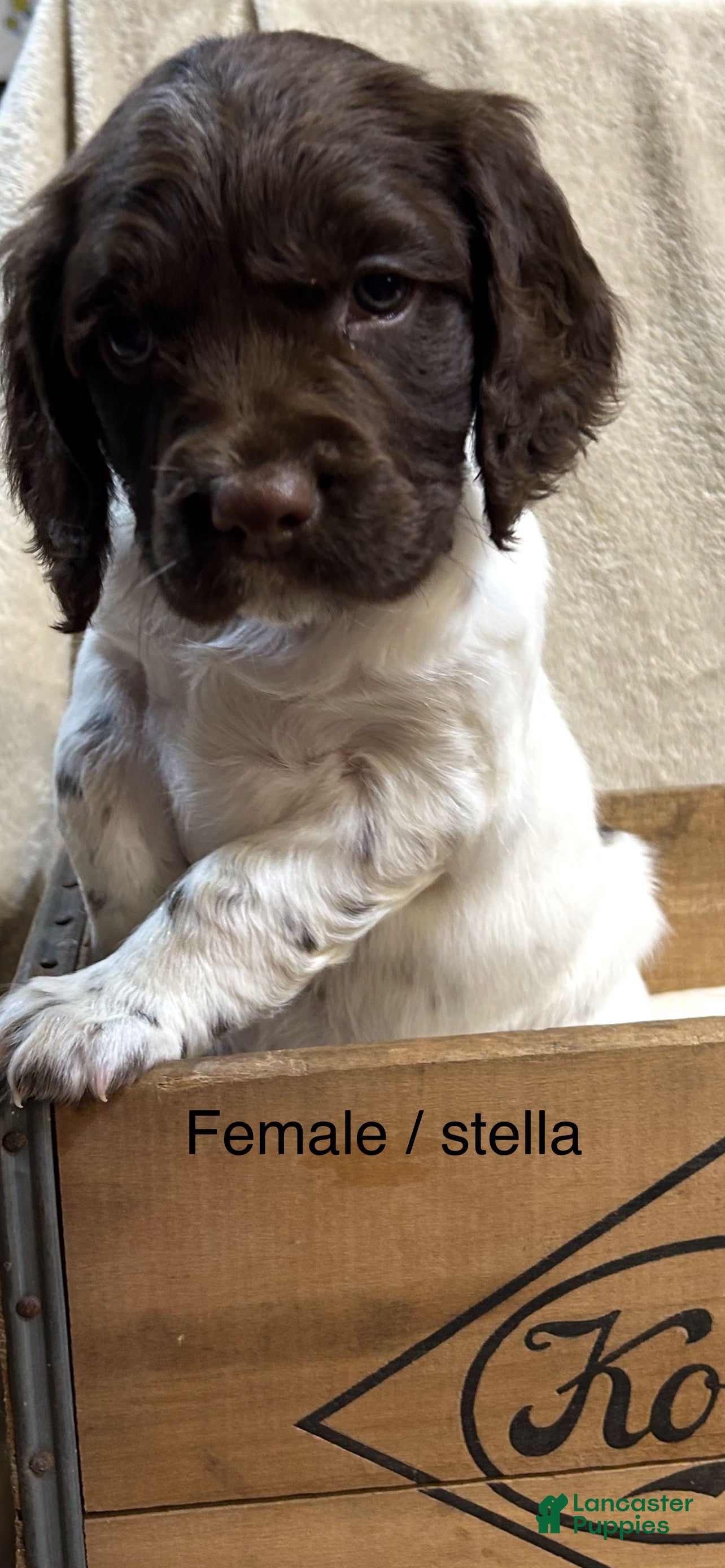 English Springer Spaniel dogs English Springer Spaniel Puppy 4 - Ad 18