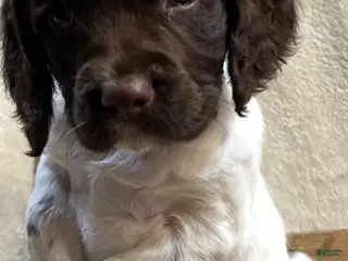 English Springer Spaniel dogs English Springer Spaniel Puppy 4 - Ad 18