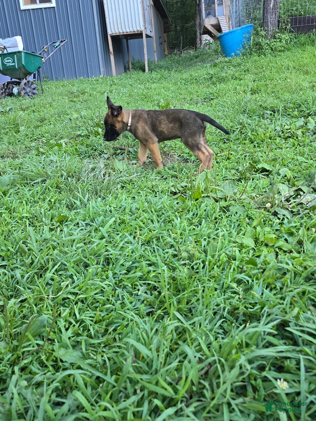 Belgian Malinois dogs for sale: Belgian Malinois 2 TAN - Ad 1