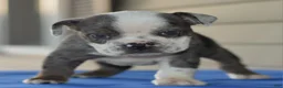 Mixed Breed dogs for sale: Tank hybrid bulldog puppy - Ad 13