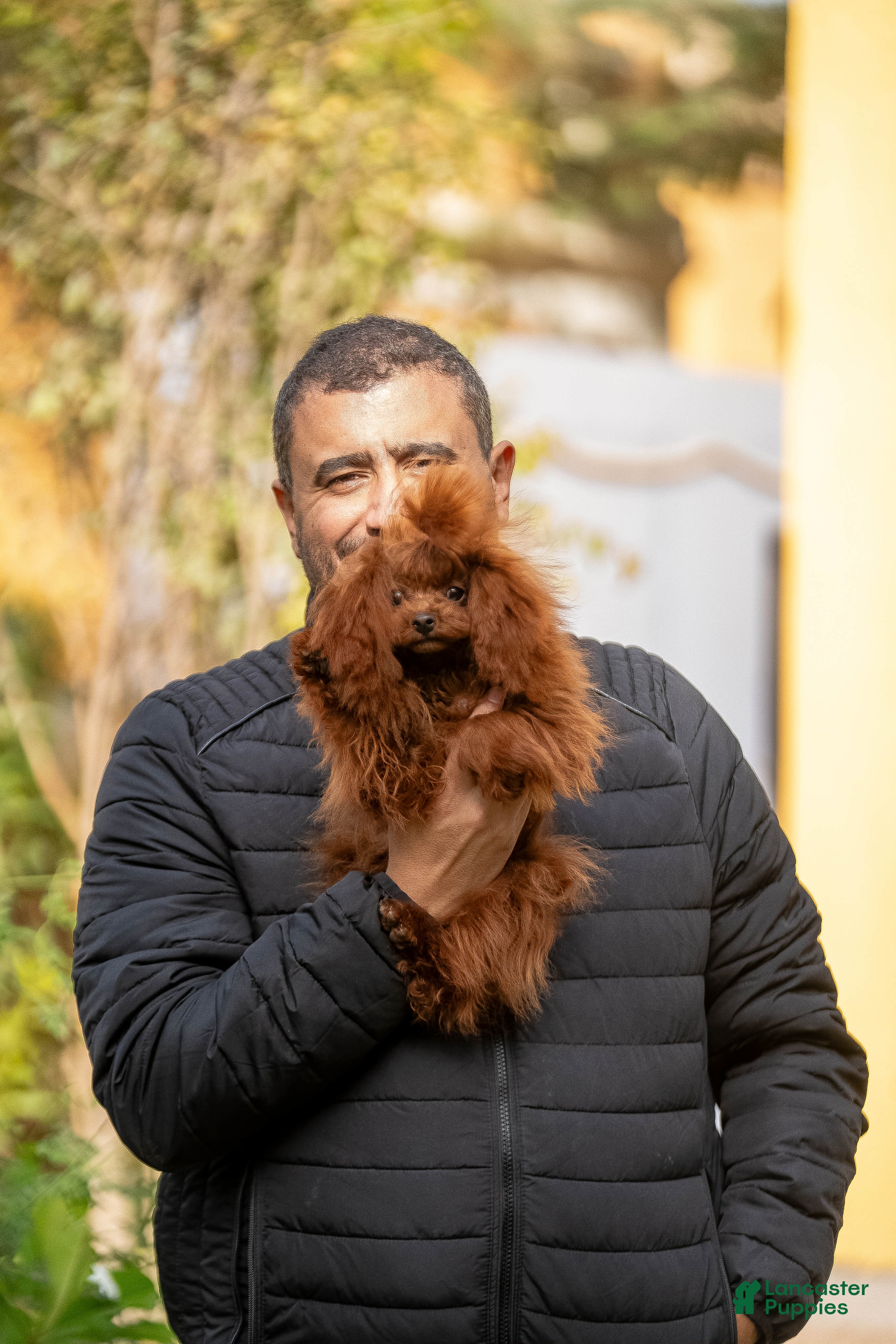 Toy Poodle dogs Teacup poodle male from china - Ad 2