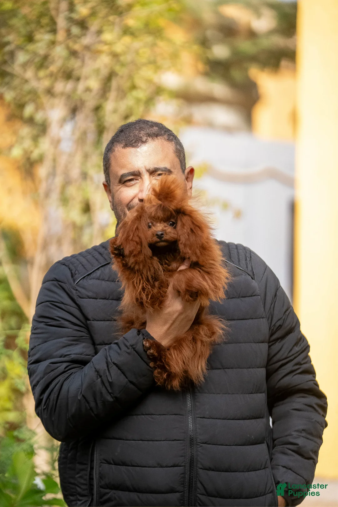 Toy Poodle dogs for stud: Teacup poodle male from china - Ad 2