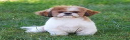 Shihpoo dogs for sale: Harry  - Ad 9