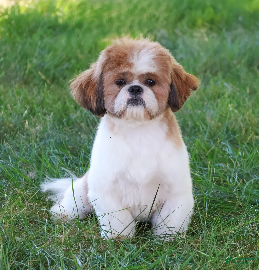 Shihpoo dogs for sale: Harry  - Ad 9