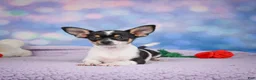 Chihuahua dogs for sale: OSA - Ad 13