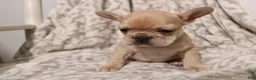 French Bulldog dogs for sale: Luna - Ad 10