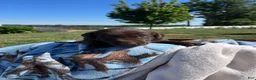 Labrador Retriever dogs for sale: Tiffany❤️AKC Hip Cert - Ad 1
