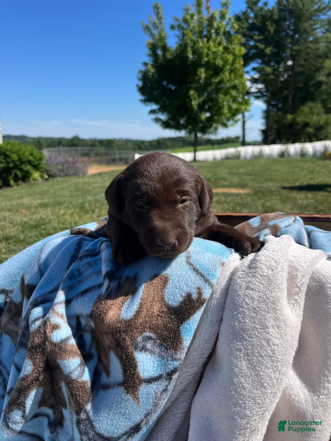 Labrador Retriever dogs for sale: Tiffany❤️AKC Hip Cert - Ad 1