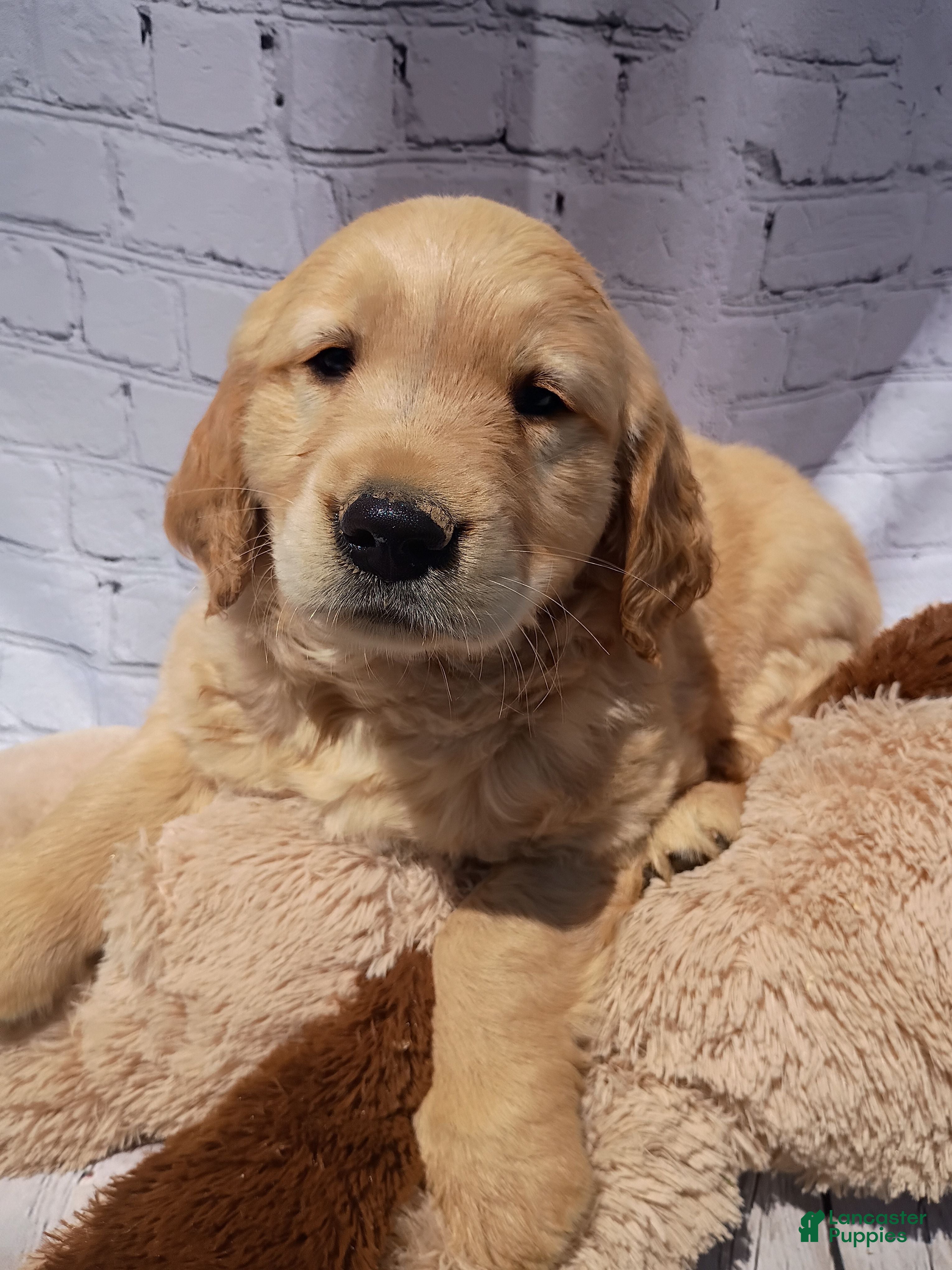 Golden Retriever dogs Brice - Ad 2
