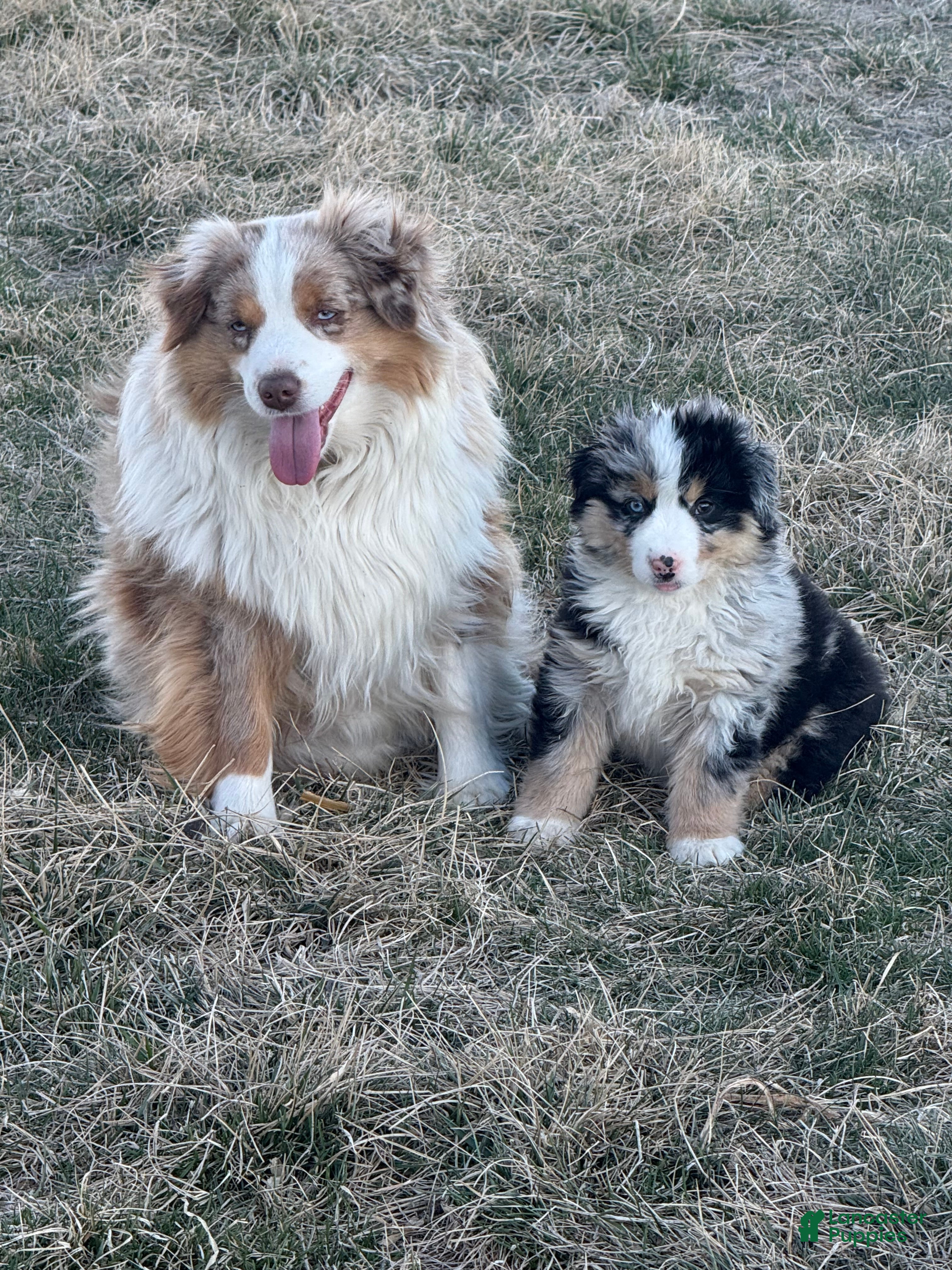 Miniature Australian Shepherd dogs Proud  - Ad 1