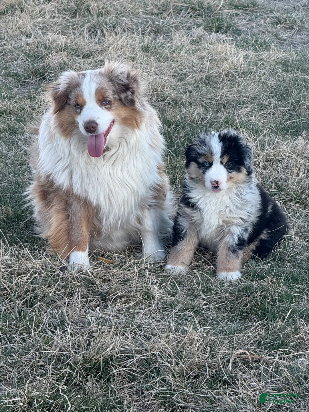 Miniature Australian Shepherd dogs for sale: Proud  - Ad 1