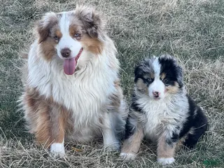 Miniature Australian Shepherd dogs for sale: Proud - Ad 4