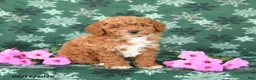 Toy Poodle dogs for sale: Thunder - Ad 3