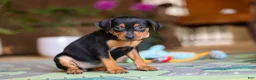 Miniature Pinscher dogs for sale: Tulip - Ad 4