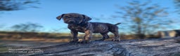Catahoula Leopard Dog dogs for sale: Tracy II 2025 Female 4 - Ad 13