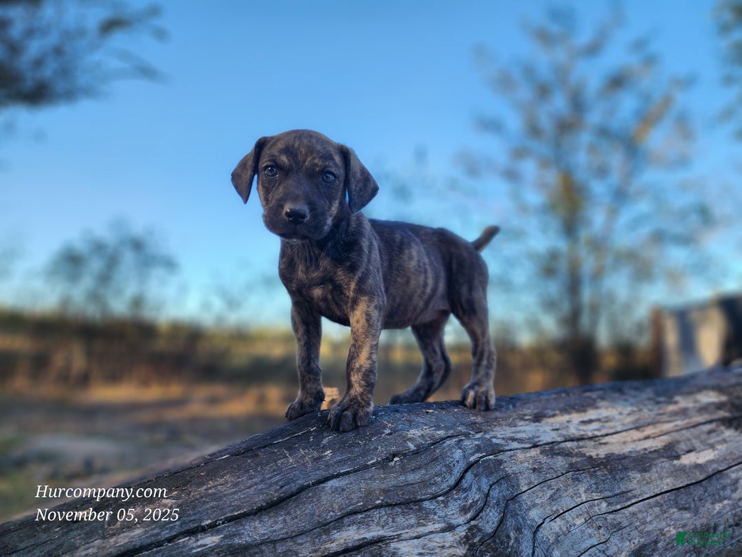 Catahoula Leopard Dog dogs for sale: Tracy II 2025 Female 4 - Ad 13