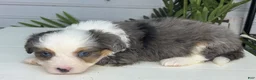 Mini Bernedoodle dogs for sale: Buttons - Ad 2