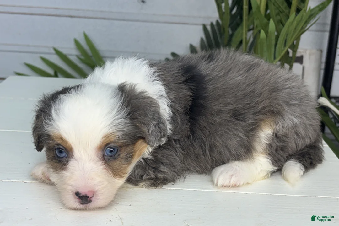 Mini Bernedoodle dogs for sale: Buttons - Ad 2