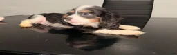 Cavalier King Charles Spaniel dogs for sale: Duke Jr. - Ad 5