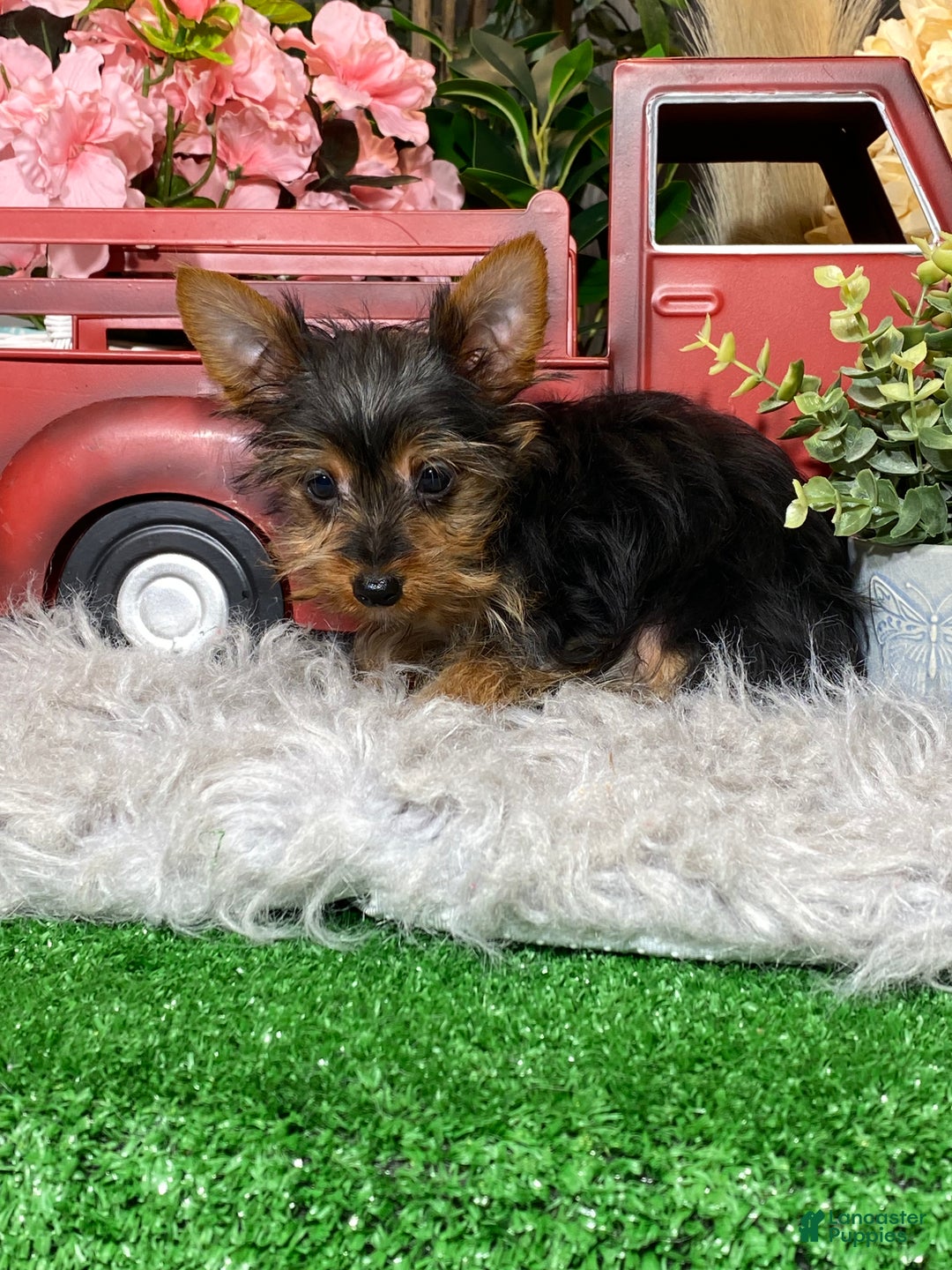 Yorkshire Terrier dogs for sale: Yukon  - Ad 2