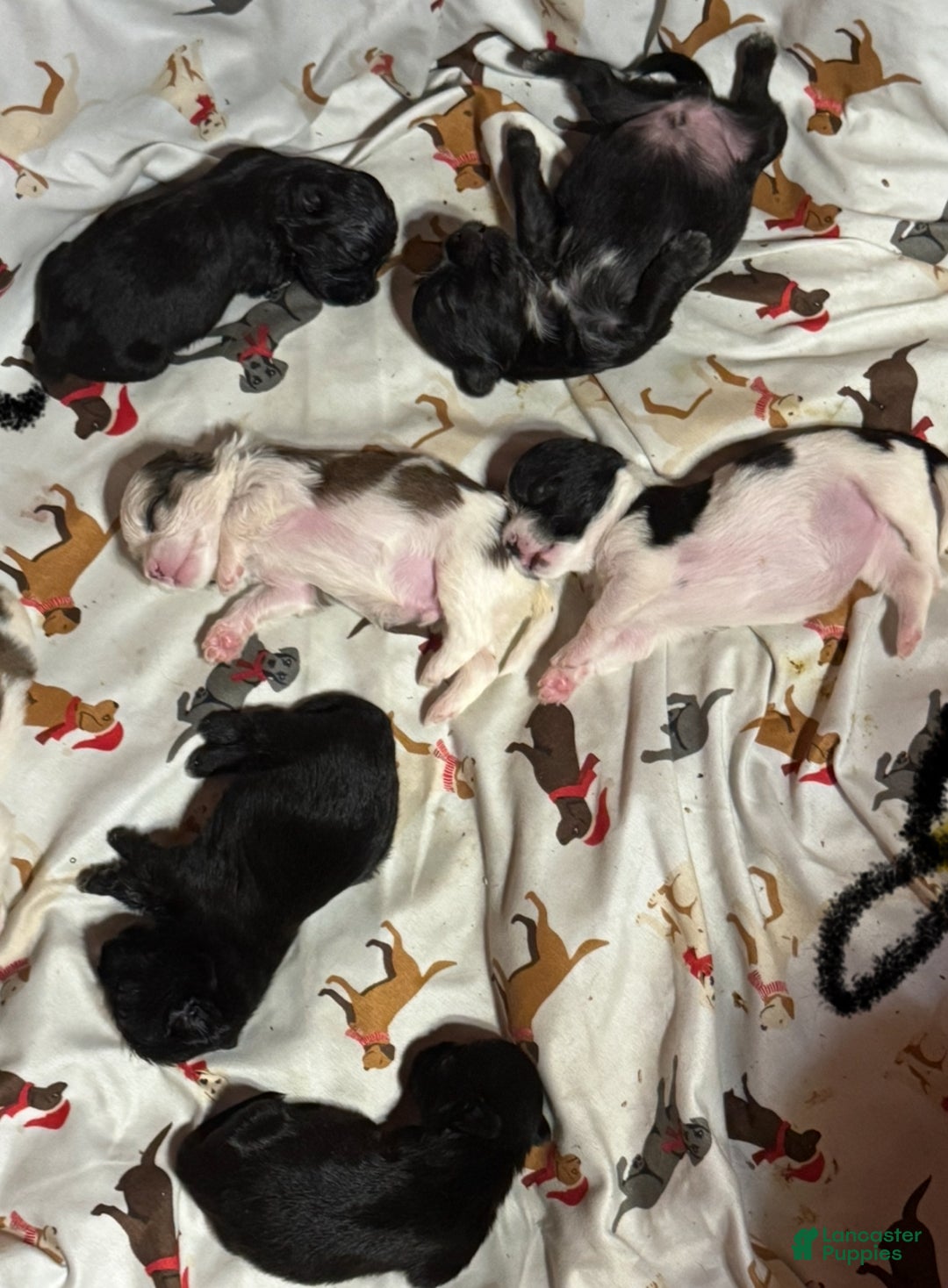 Shihpoo dogs for sale: Life - Ad 5