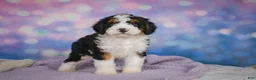Mini Bernedoodle dogs for sale: Sparky - Ad 4