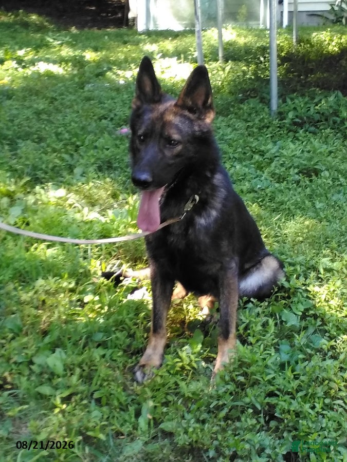 German Shepherd dogs for sale: Mo - Ad 3
