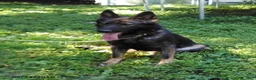 German Shepherd dogs for sale: Mo - Ad 1
