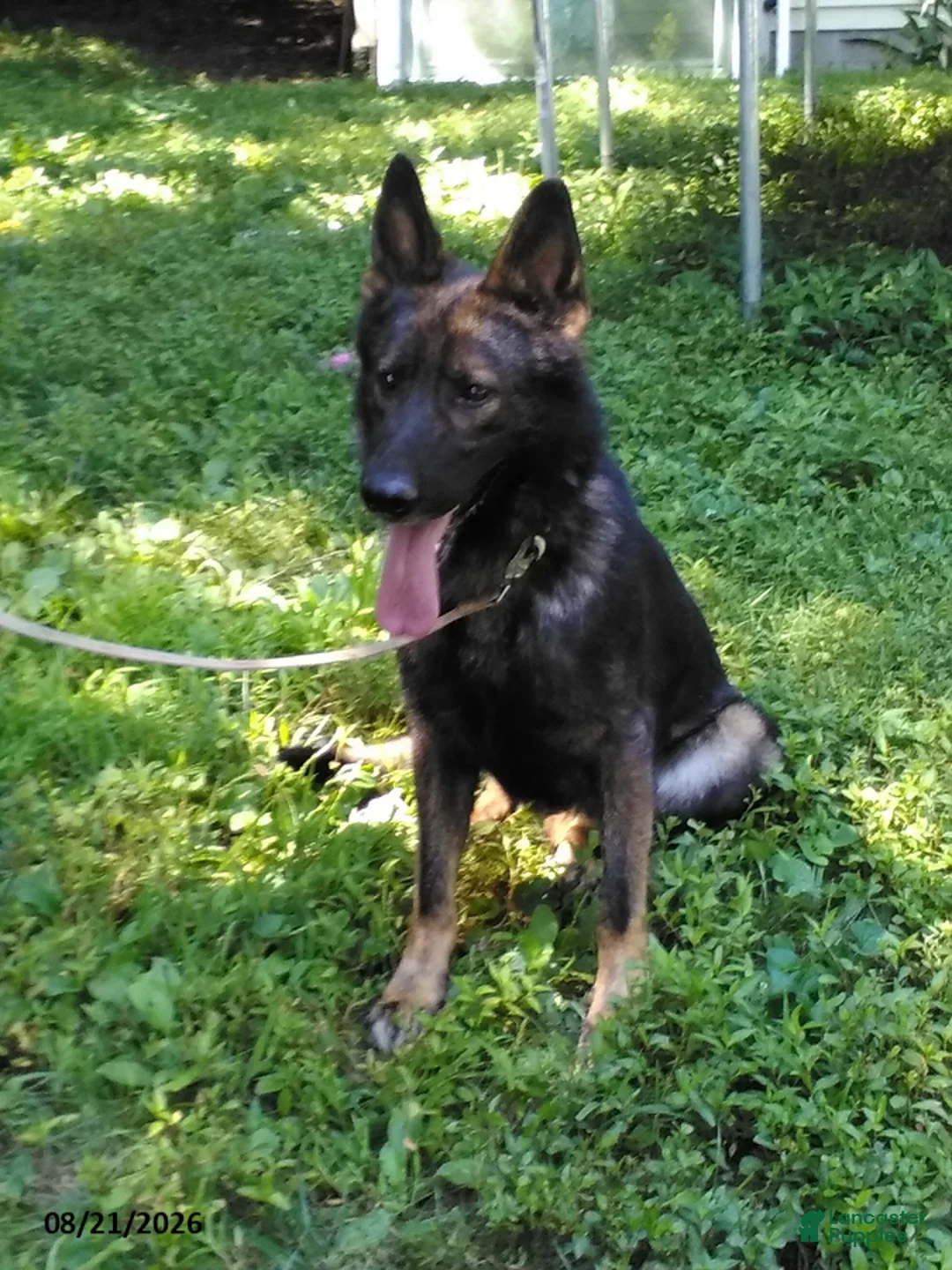 German Shepherd dogs for sale: Mo - Ad 1